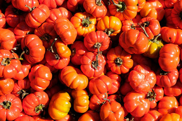 healty and organic red riped tomatoes background