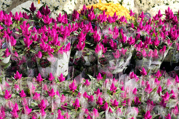 red Celosia argentea bouquets in floral market