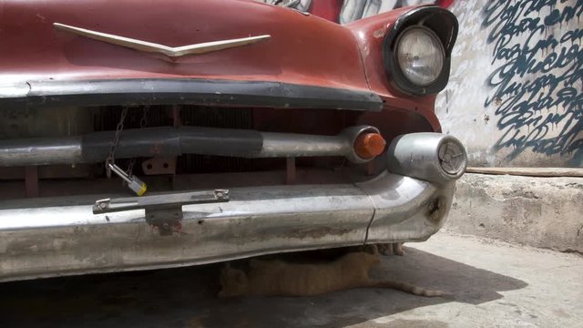 A cat plays under an aold red car in havana, Cuba