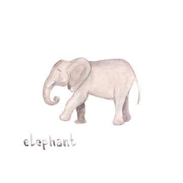 Watercolor hand drawn sketch illustrations of African elephant with lettering elephant isolated on white