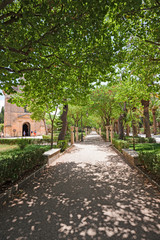Obraz premium Tree-lined avenue in the Ibleo garden in Ragusa Ibla in Sicily, Italy.