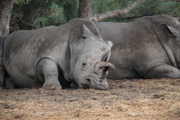 rhinoc&eacute;ros 
