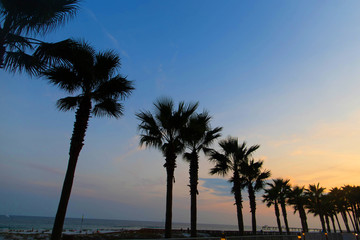 Fototapeta na wymiar A line of Palm Trees on the Florida beach coast