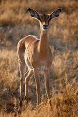 Naklejka na ściany i meble Female Impala - Etosha National Park - Namibia