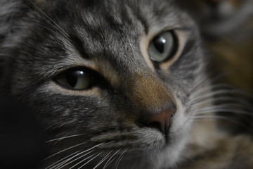 grey tigerstripe  cat intense gaze