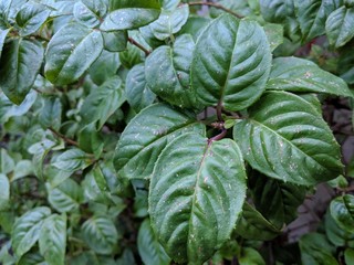 Leaves