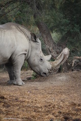 Fototapeta premium rhino au zoo