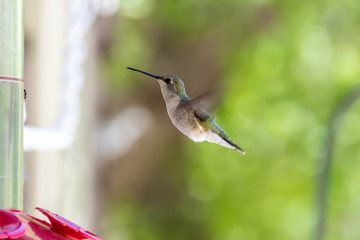 A humming bird drinking nectar from a bird feed on a hiking trail close to mountains in Salt Lake City, UT