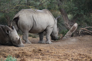 Fototapeta premium rhino