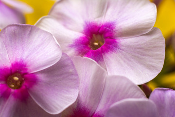 Fototapeta na wymiar Macro photo nature of Phlox flower on yellow background. Texture background blooming Phlox. The image of a plant blooming lilac purple Phlox.
