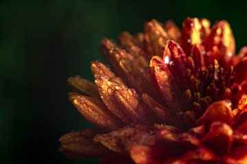 Fototapeta na wymiar Macro petals and pollen of beautiful orange flower with a drops of water. (Chrysanthemum)