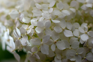 Nice white flowers. Natutre concept. Flowers background for desingers