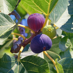 Branch of  fig tree ( Ficus carica ) with leaves and fruits