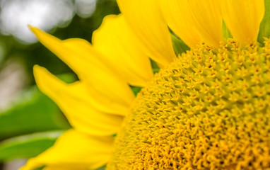 Closeup of yellow sunflower