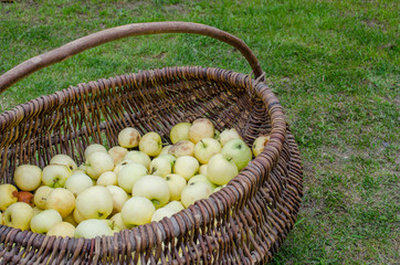Apples in a basket