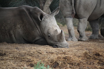 Obraz premium rhino au zoo