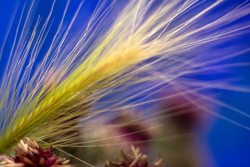 Feather grass on a blue background. Macro illustration. Copy space for text.