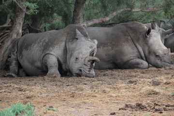 rhino qui dort
