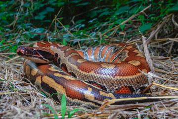 Sumatran Red Blood Python / Python curtus brongersmai