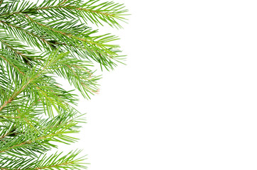 Spruces, pine branches on a white background with place for text. Background for advertising, greeting cards.