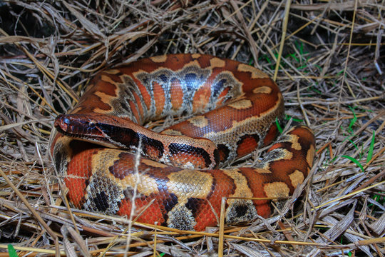 Sumatran Red Blood Python / Python curtus brongersmai