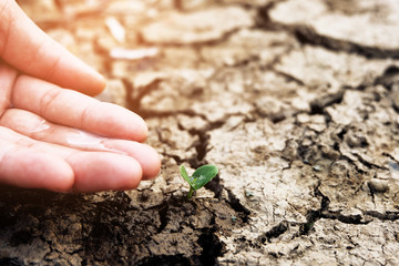 Hands holding a tree growing on cracked ground. Crack dried soil in drought, background texture, concept drought and crisis environment.
