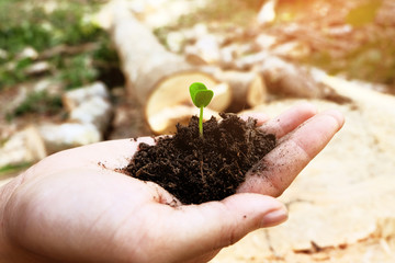 Ecological friendly and sustainable environment concept with tree planting growing on volunteer's hands. The background of the deforestation problem.