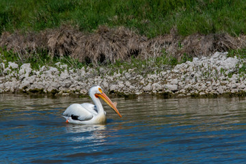 An American pelican swimming in the waters of Greater salt lake near salt lake city, UT