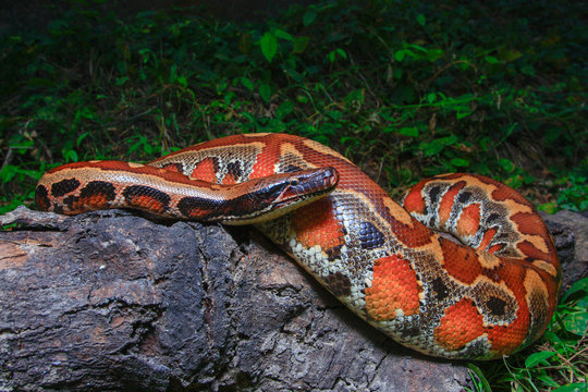 Sumatran Red Blood Python / Python curtus brongersmai