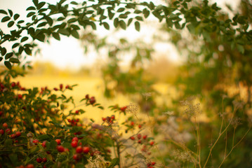 red rose hips on long branches with bright green leaves on a very blurry beautiful yellow background of a mown wheat field