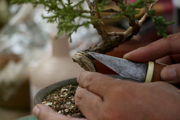 Making bonsai trees, Peeling bark a Japanese knife Handmade accessories of bonsai tools, Bonsai...