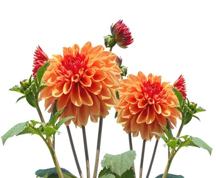 Dahlias bouquet isolated on white