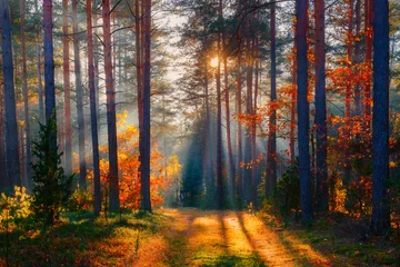  Autumn forest scene © alexugalek