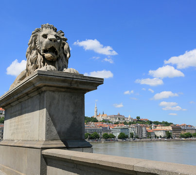 Sculpture of a lion on the Secheni Chain Bridge in Budapest, Hungary
