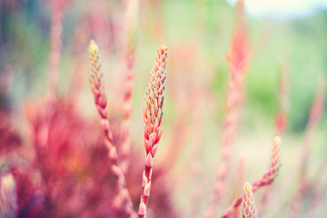 beautiful floral background green red soft colors concept daydreaming, nostalgia, daydreaming