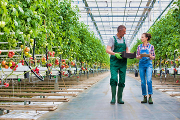 Senior farmer carrying tomatoes in crate while talking to coworker holding clipboard at greenhouse - Powered by Adobe