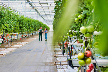 Senior farmer carrying tomatoes in crate while talking to coworker holding clipboard at greenhouse