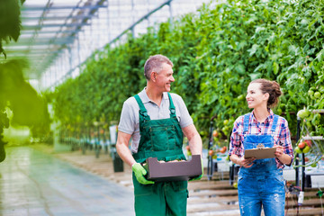 Senior farmer carrying tomatoes in crate while talking to coworker holding clipboard at greenhouse