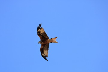 Common buzzard (Buteo buteo) flying in air