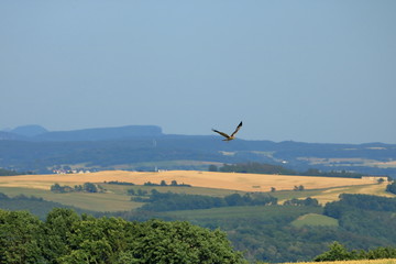 Common buzzard (Buteo buteo) flying in air