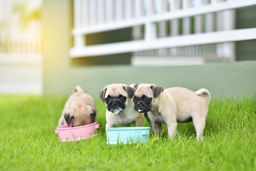 Cute puppies Pug eating goat milk in dog bowl