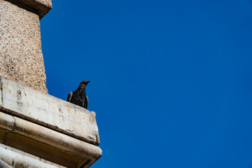 View of Rome, Italy. Detail of Pantheon Fountain with pigeon.
