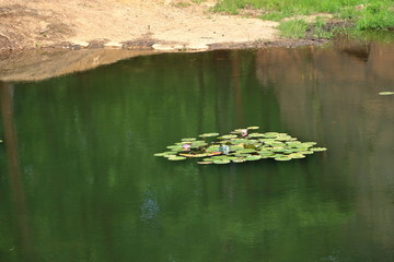 Water lily pond near Dresden
