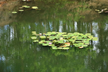 Obraz na płótnie Canvas Water lily pond near Dresden