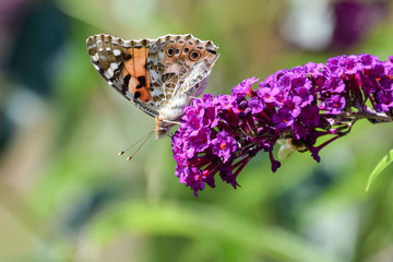 painted lady butterfly on Buddleja davidii flower, beautiful butterfly on purple flower