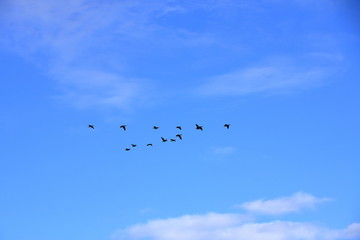 Flock of birds flying in V-formation