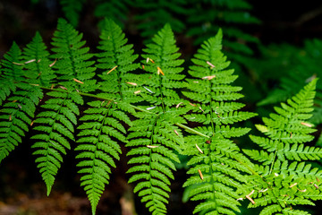 Amidst an Alaskan temperate rainforest