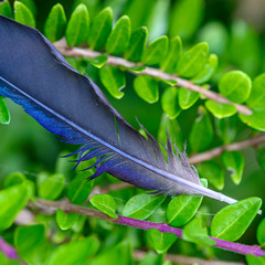 A fancy blue bird feather lying on a bush.