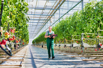 Senior male farmer walking while carrying newly harvest tomatoes in crate at greenhouse