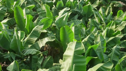 Banana tree plantation in Turkey.